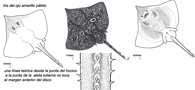 Dipturus sp. cf. flossada_01.jpg